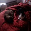 Despite the current war that rages between these two there are moments where they find peace enough to nap together.  Or, Tsunami is trying a new strategy in Terror and will ambush Commodore once he drifts off...