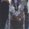 A very agreeable feline.
