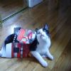 Starscream is coming in for a devastating attack!