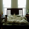 This is the cats begging me to come back to bed.