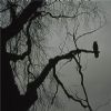 The best month of the year, so says the crow.