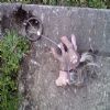 There are many areas in Portland that still have old horse tie rings inbedded in the edge of the sidewalk.  In many of these places you can see that people have tied various toy horses to them. Here we have a classic, My Little Pony. Looks like he's been here for quite some time.  That, or the Swamp of Sadness got to him.